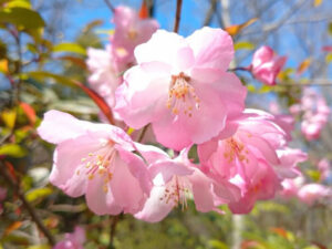 君 花海棠の紅にあらずのあらすじやキャストは 感想やネタバレも 華劇回廊